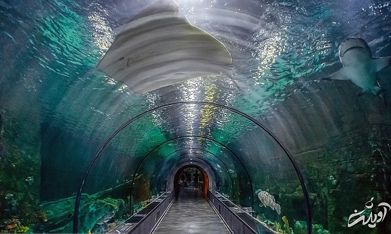 (تصاویر) آکواریوم انزلی